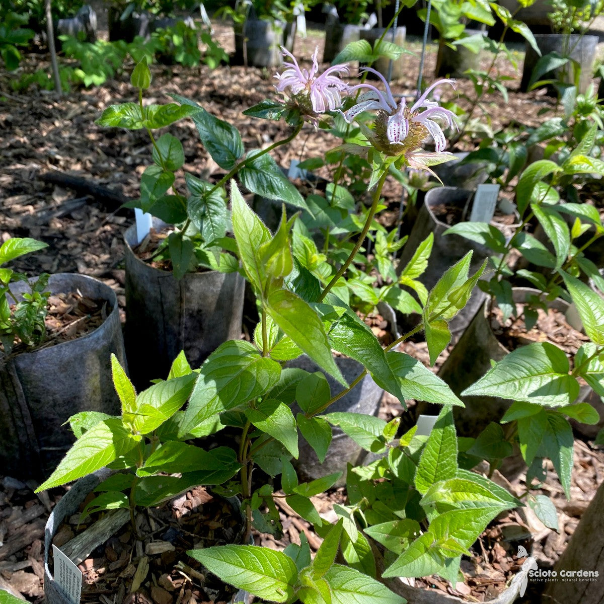 Monarda bradburiana (Eastern Bee Balm) - 1 gal