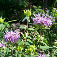 Monarda fistulosa (Wild Bergamot) - 1 gal