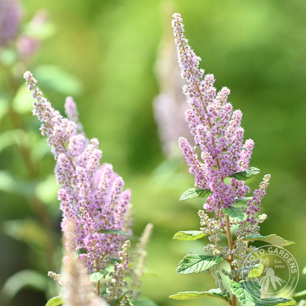 Spiraea tomentosa (Steeplebush) - QT