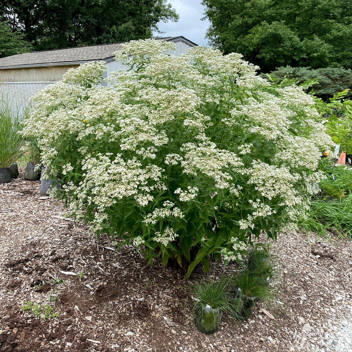 Eupatorium perfoliatum (Boneset) - 2 gal