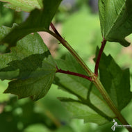 Viburnum trilobum (American Cranberrybush Viburnum) - 3 gal