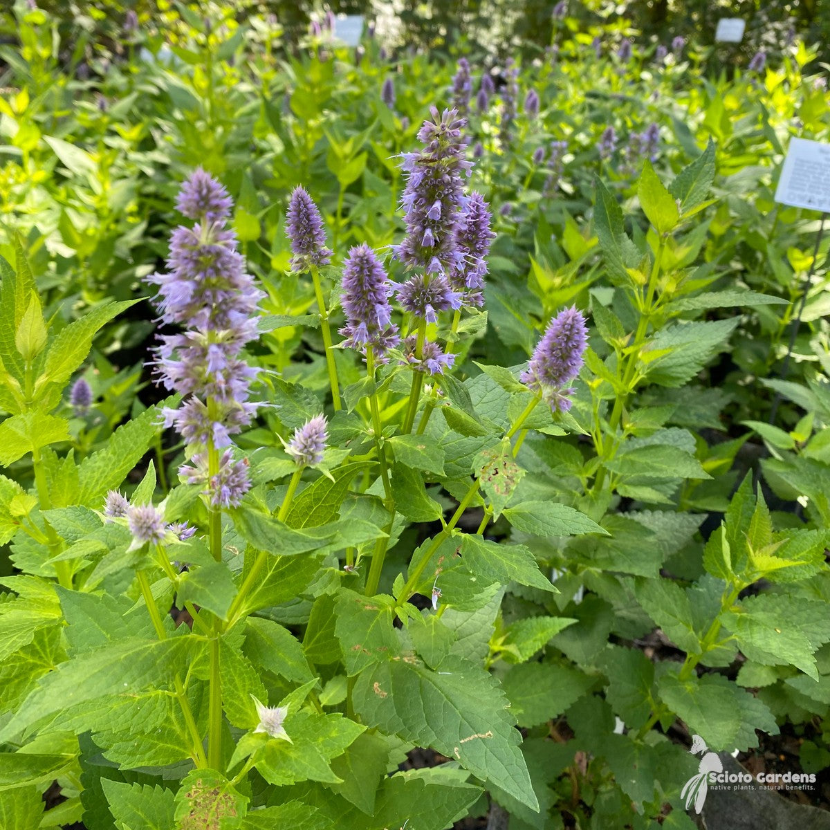Agastache 'Blue Fortune' (Blue Fortune Anise Hyssop) - 1 gal