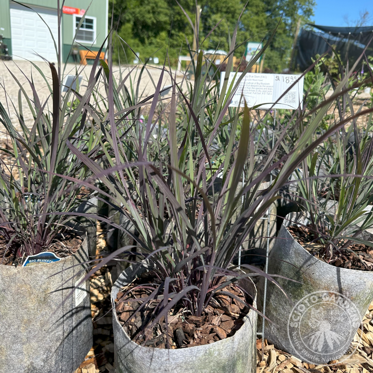 Andropogon gerardii 'Blackhawks' PP27949 ('Blackhawks' Big Bluestem) - 2 gal