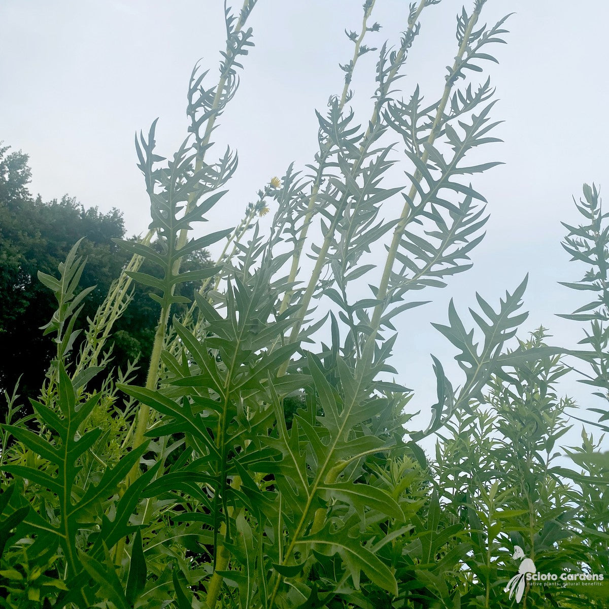 Silphium laciniatum (Compass Plant) - 2 gal