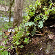 Dicentra cucullaria (Dutchman's Breeches) - 3QT