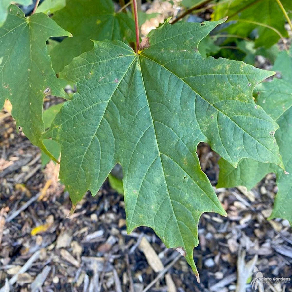 Acer saccharum (Sugar Maple) - QT