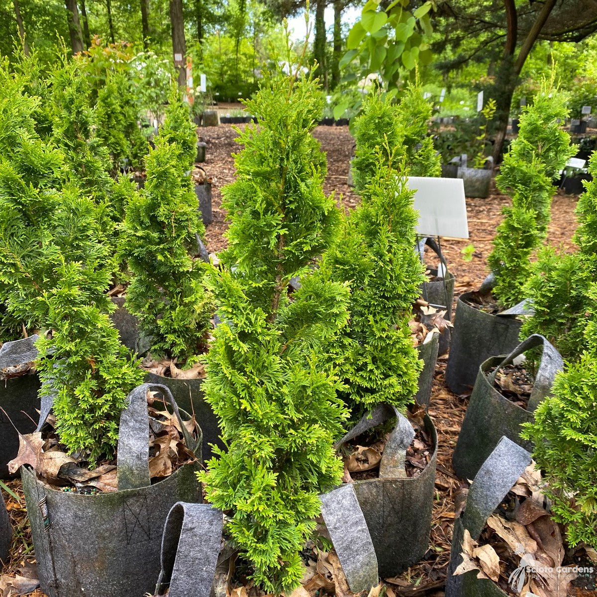 Thuja o. 'DeGroot's Spire' (DeGroot's Spire' American Arborvitae) - QT