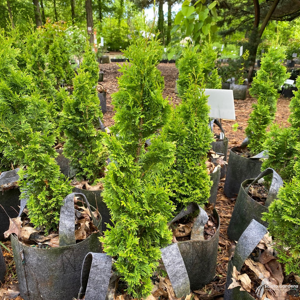 Thuja o. 'DeGroot's Spire' (DeGroot's Spire' American Arborvitae) - QT