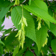 Carpinus caroliniana (Musclewood, American Hornbeam) - 3 gal