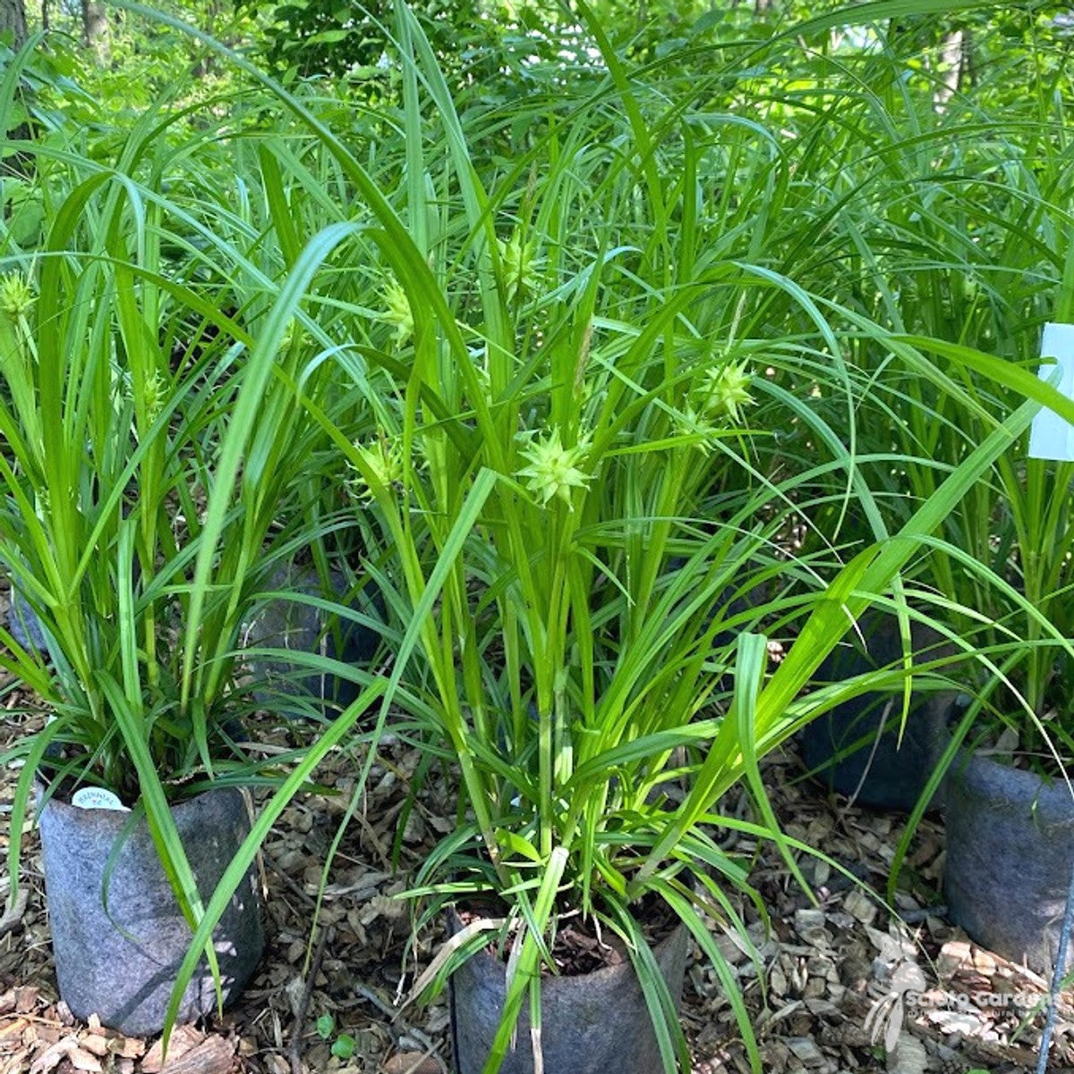 Carex grayi (Bur Sedge) - 1 gal