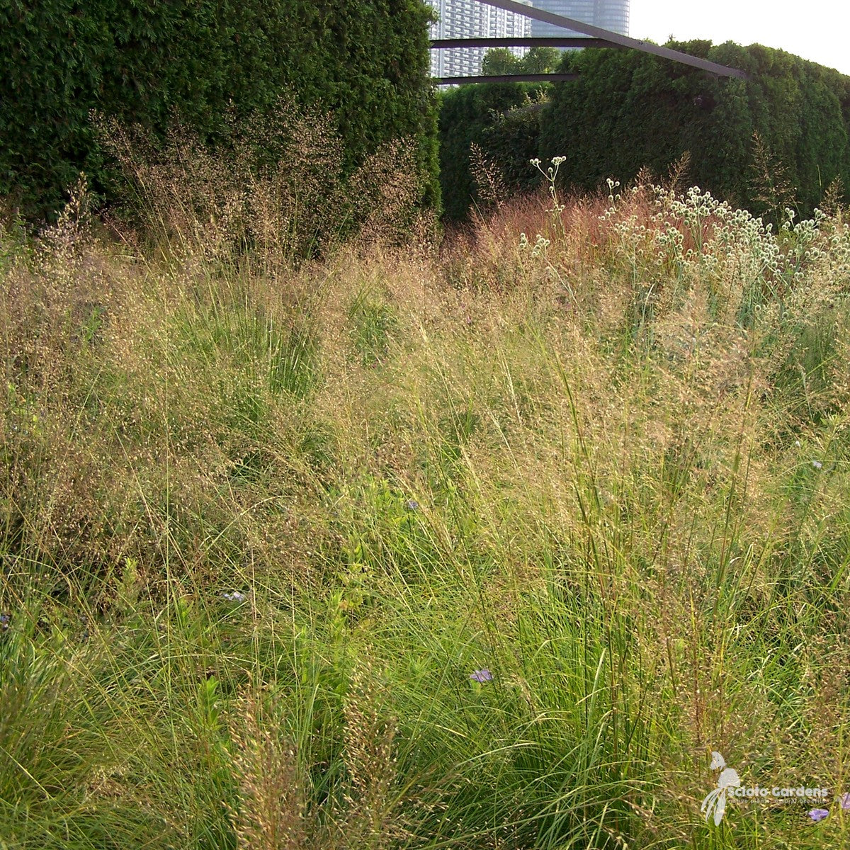 Sporobolus heterolepis (Prairie Dropseed) - 1 gal
