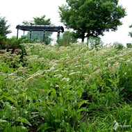 Parthenium integrifolium (Wild Quinine) - 1 gal