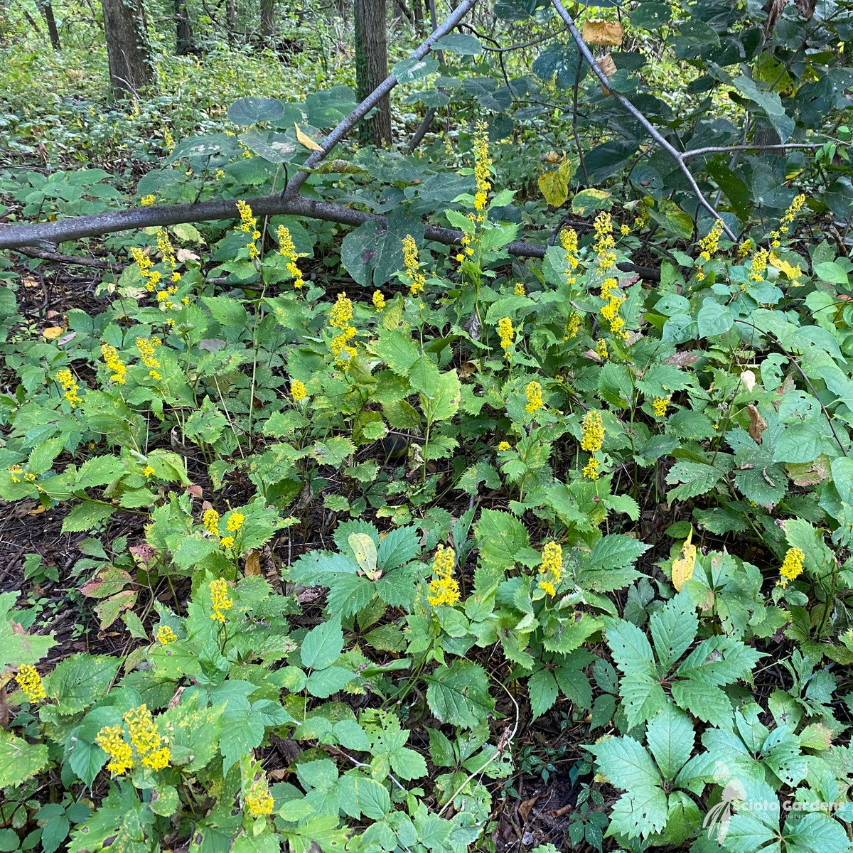 Solidago flexicaulis (Zigzag Goldenrod) - 2 gal