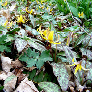 Erythronium americanum (Yellow Trout Liliy) - 3QT