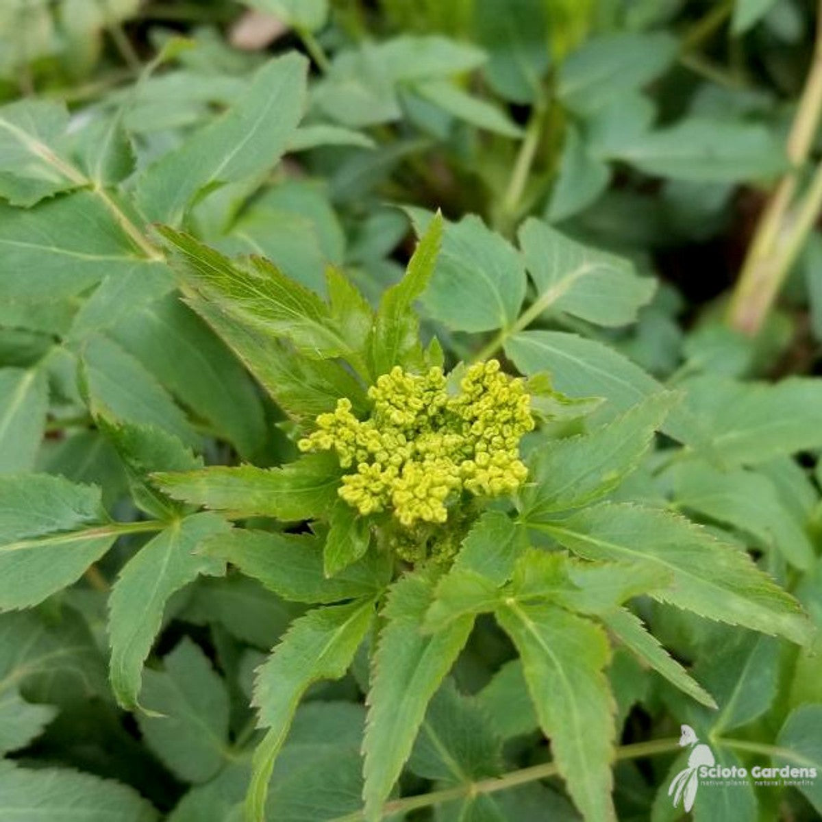 Zizia aurea (Golden Alexanders) - 1 gal
