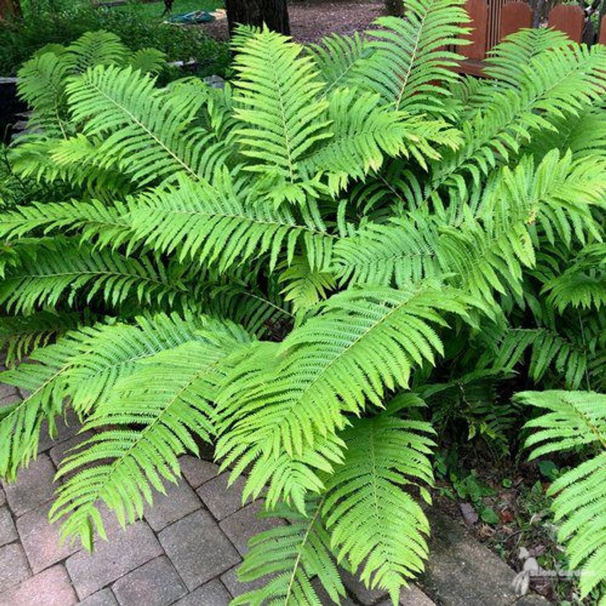 Matteuccia struthiopteris (Ostrich Fern) - 1 gal