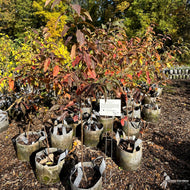 Prunus serotina (Wild Black Cherry) - 3 gal