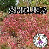 Ribes hirtellum (Gooseberry) - 2 gal