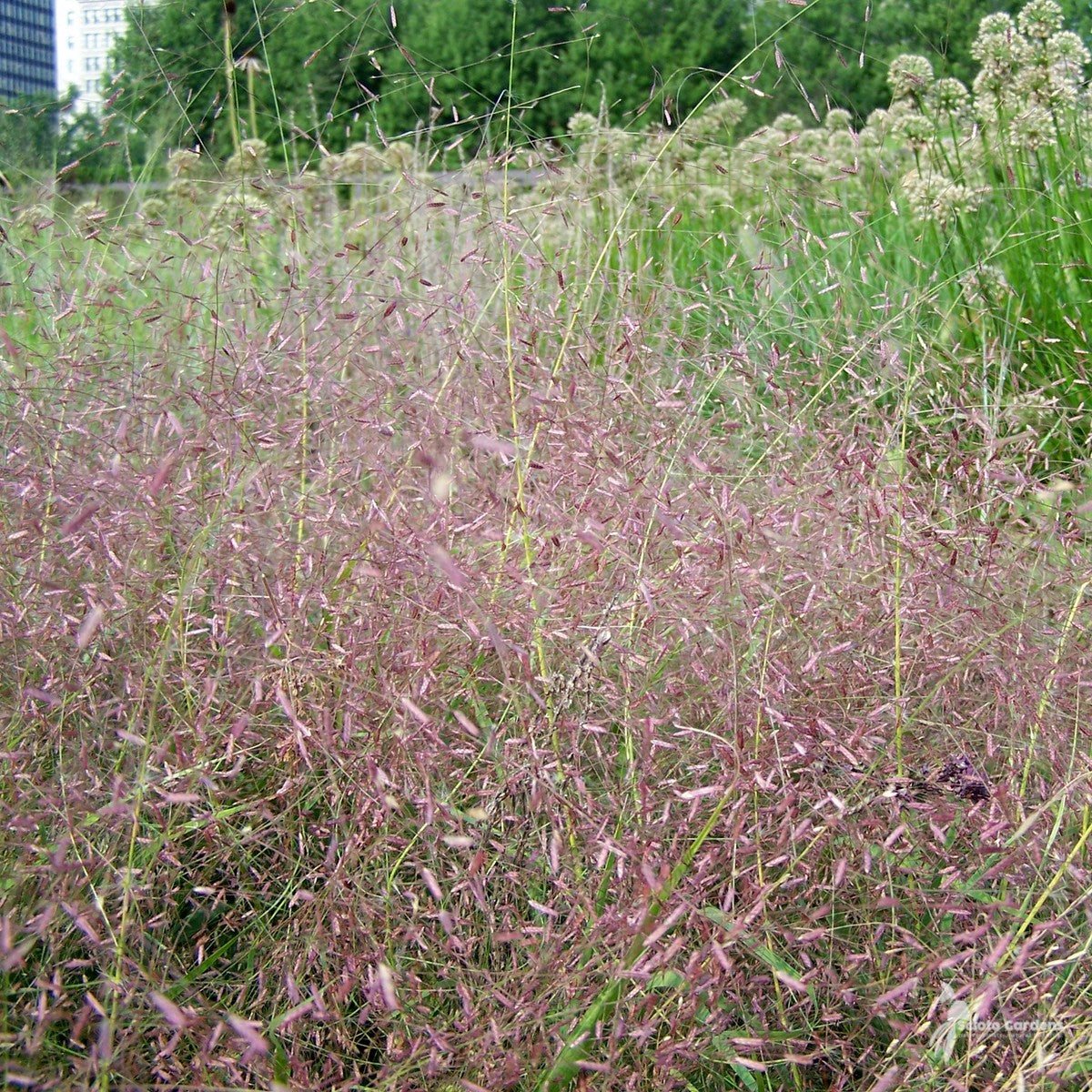 Eragrostis spectabilis (Purple Love Grass) - 1 gal