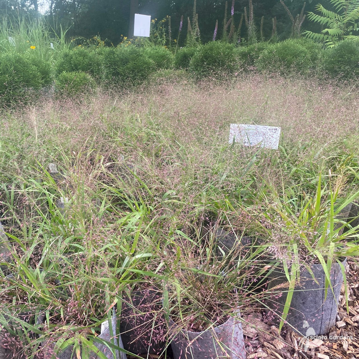 Eragrostis spectabilis (Purple Love Grass) - 1 gal
