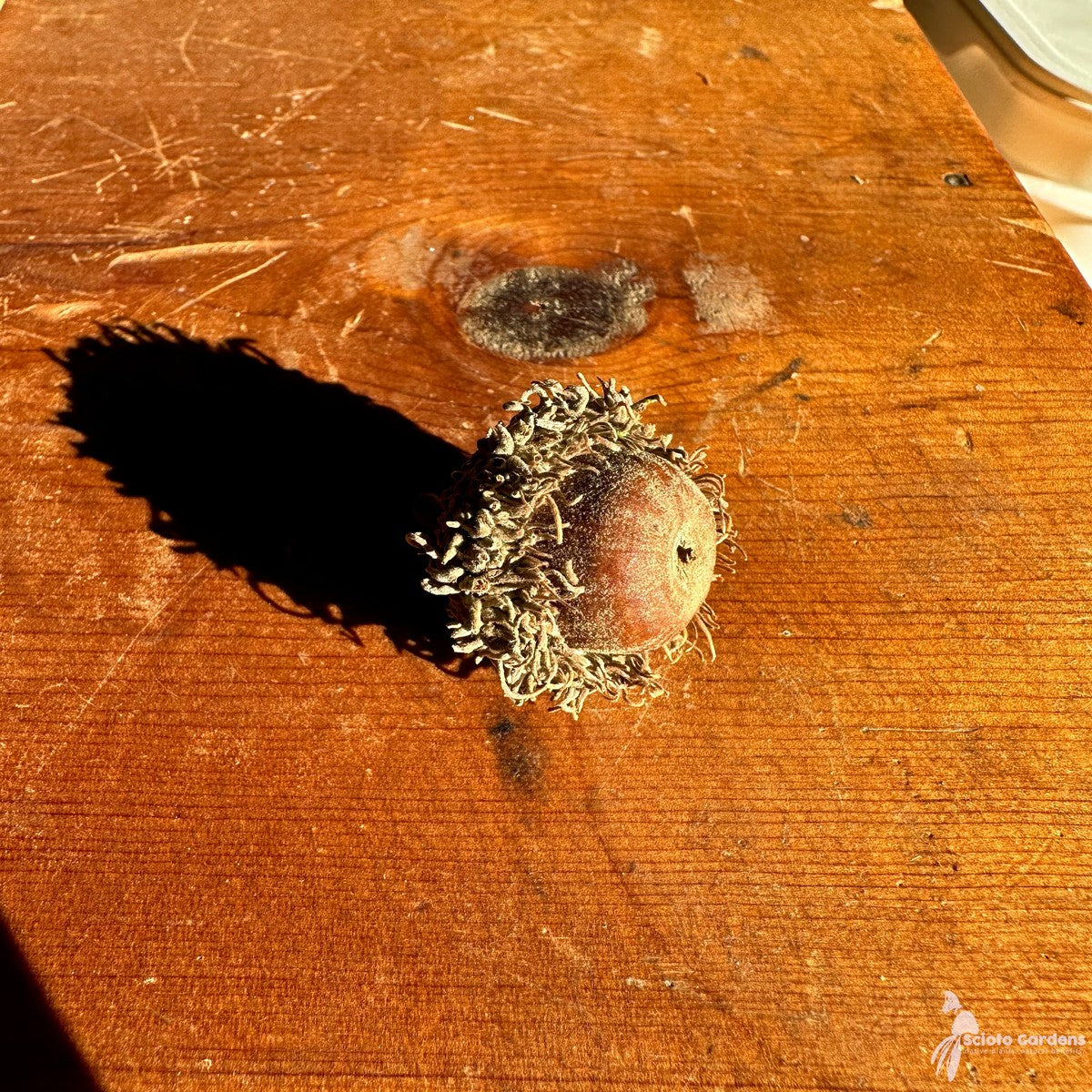 Quercus macrocarpa (Bur Oak) - 3 gal