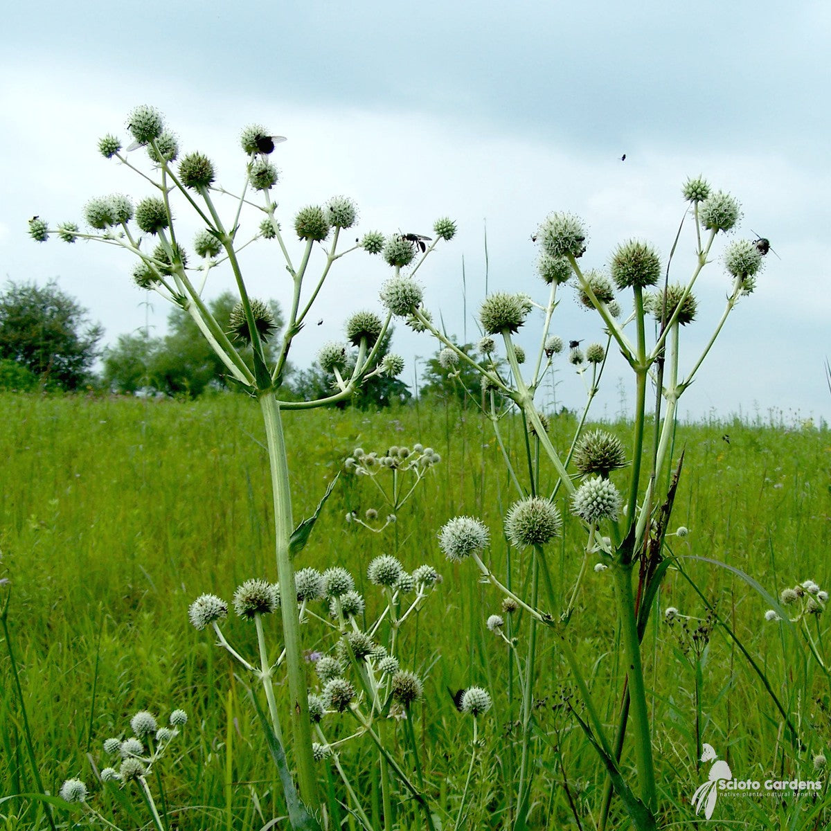 Eryngium yuccifolium (Rattlesnake Master) - 3QT