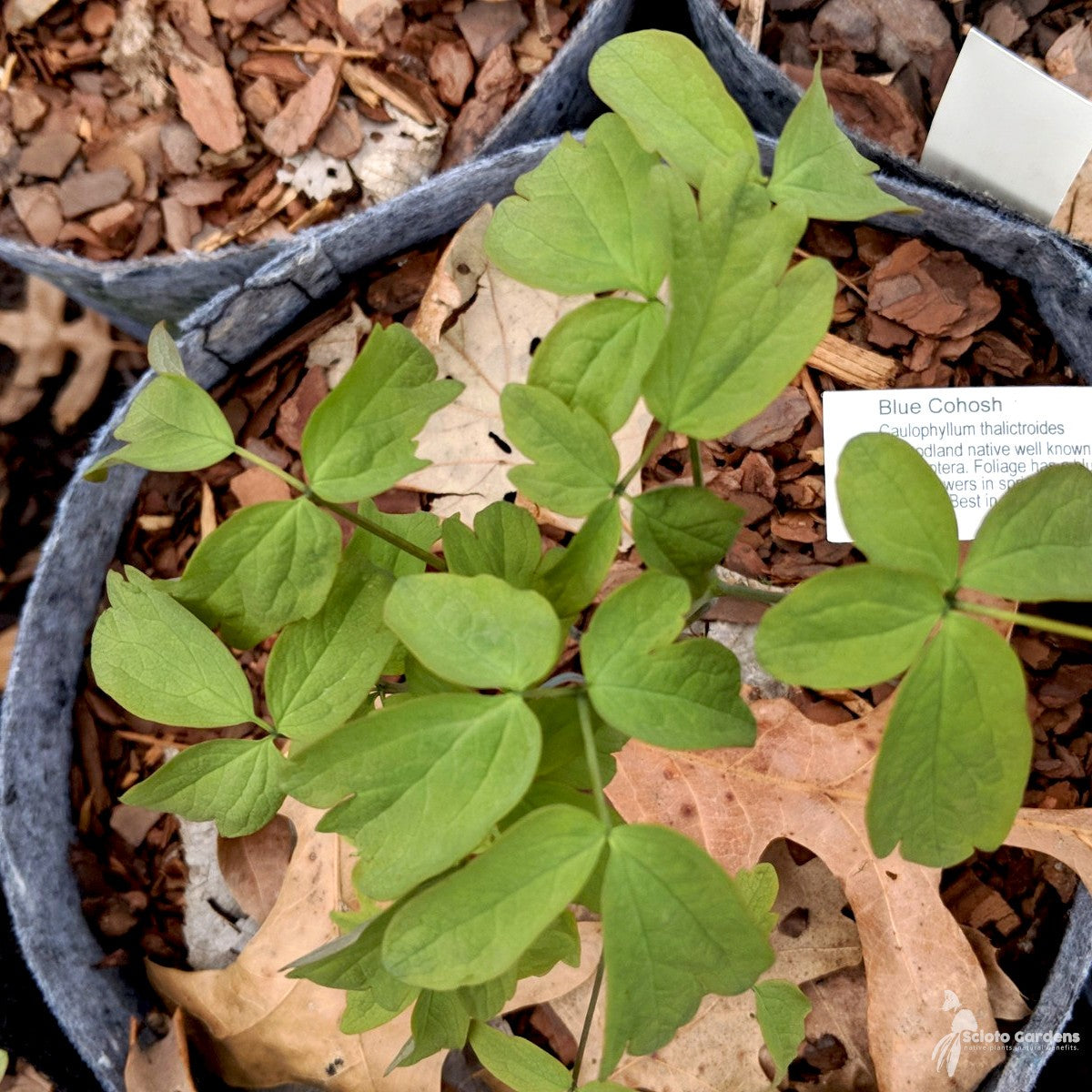 Caulophyllum thalictroides (Blue Cohosh) - 2 gal