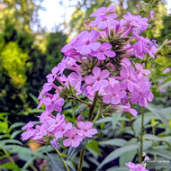 Phlox paniculata 'Jeana' ('Jeana' Tall Garden Phlox) - 1 gal