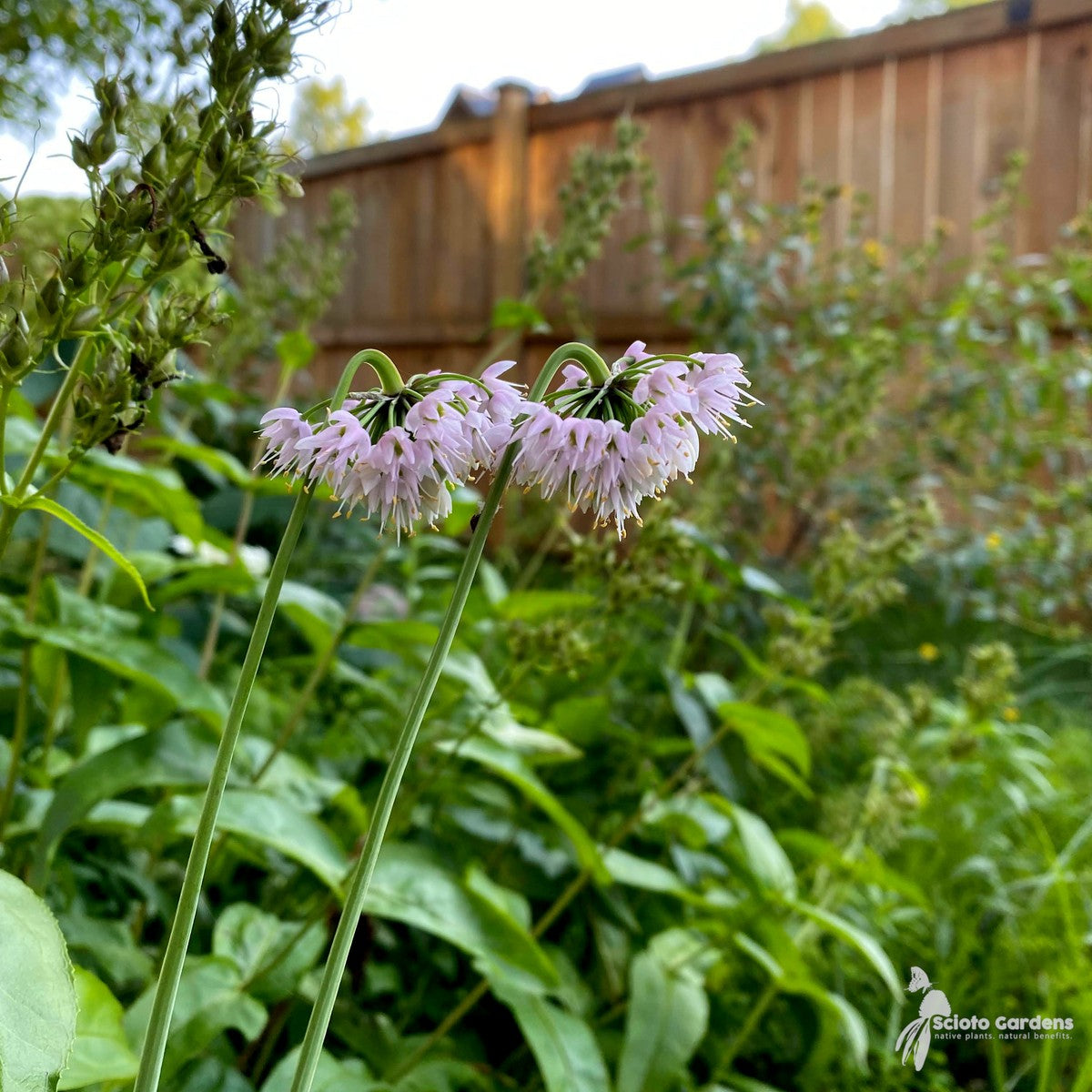 Allium cernuum (Nodding Onion) - 1 gal