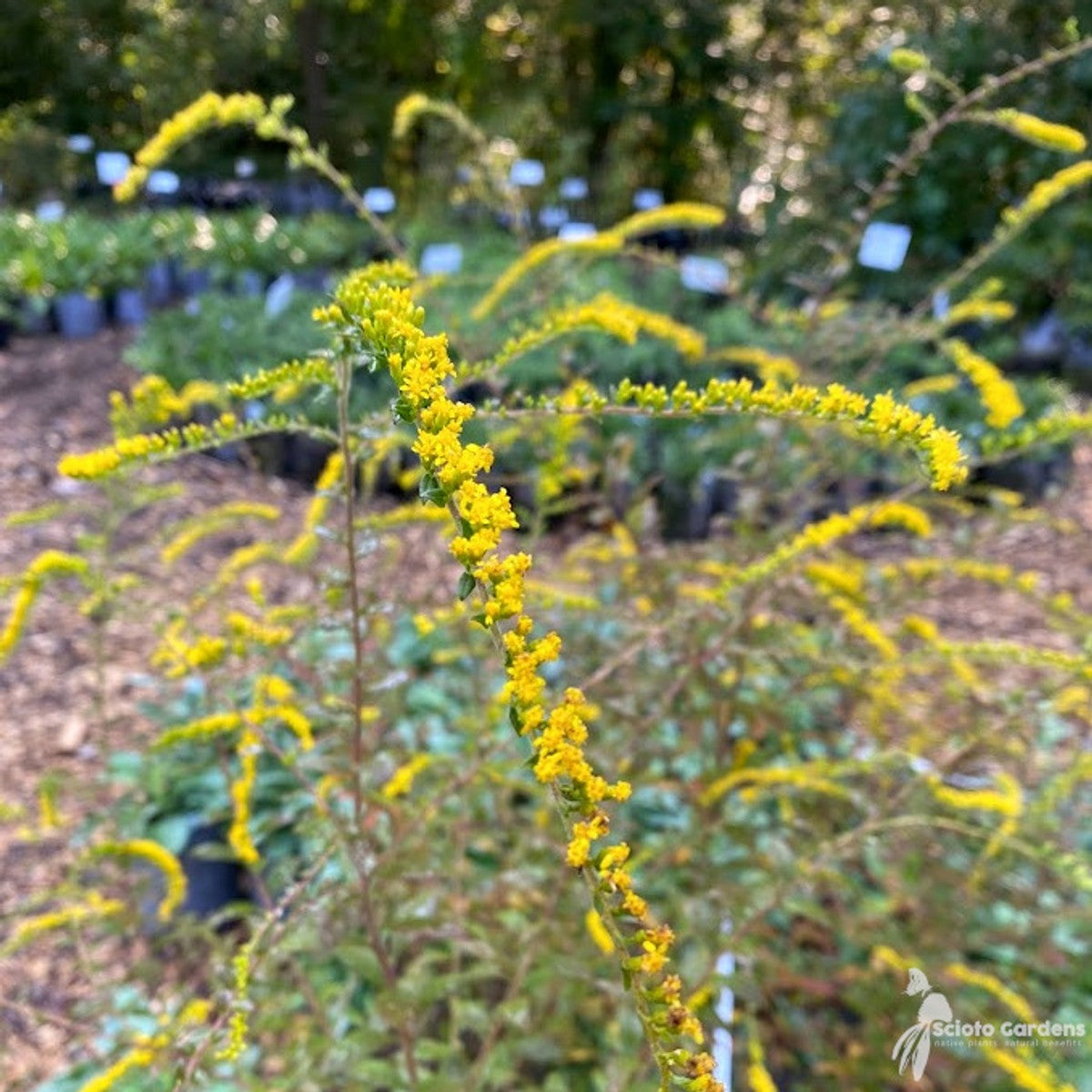 Solidago rugosa 'Fireworks' ('Fireworks' Rough-stemmed Goldenrod) - 2 gal