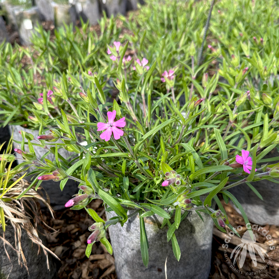 Silene caroliniana (Wild Pink) - 1 gal
