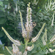 Veronicastrum virginicum (Culver's Root) - 2 gal