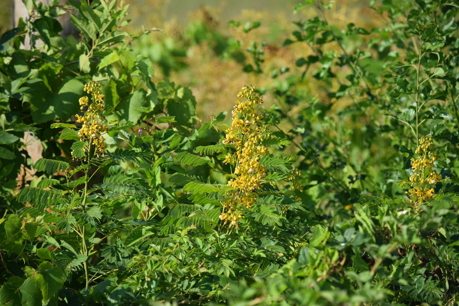 Senna hebecarpa (Wild Senna) - 2 gal