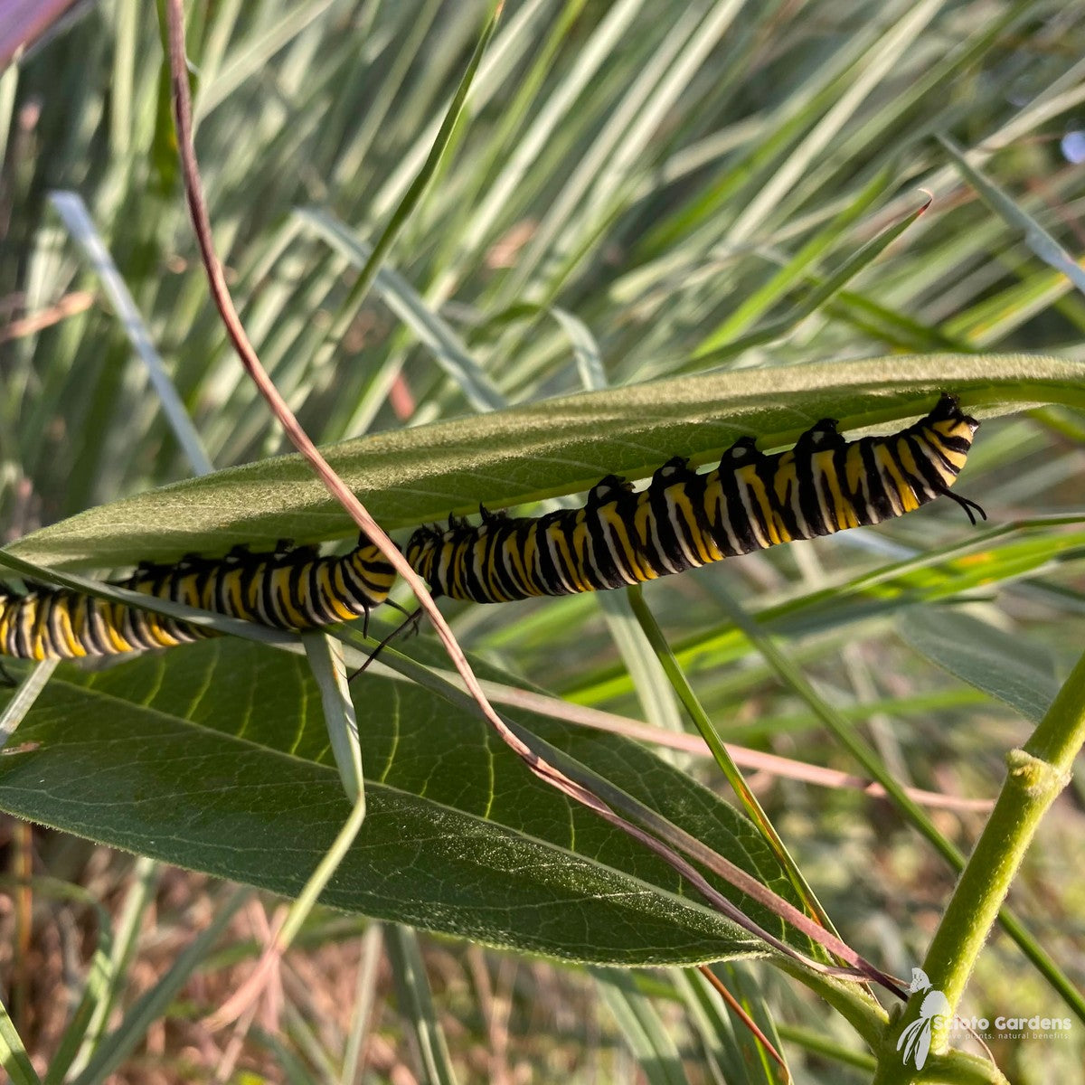 Asclepias syriaca (Common Milkweed) - 1 gal