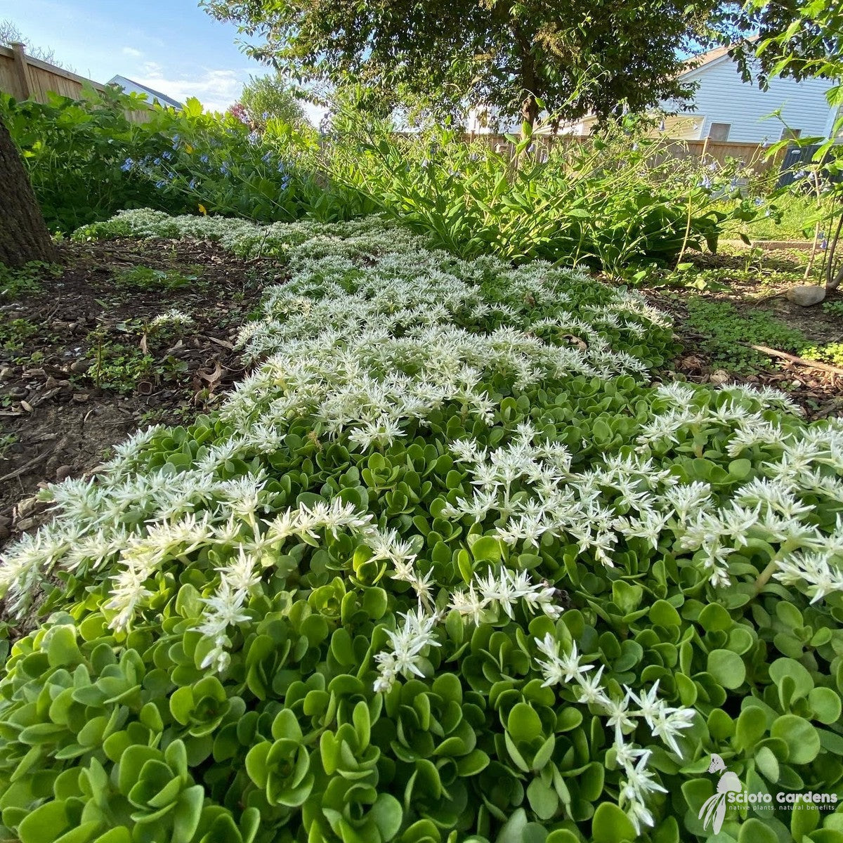 Sedum ternatum (Wild Stonecrop) - 3QT