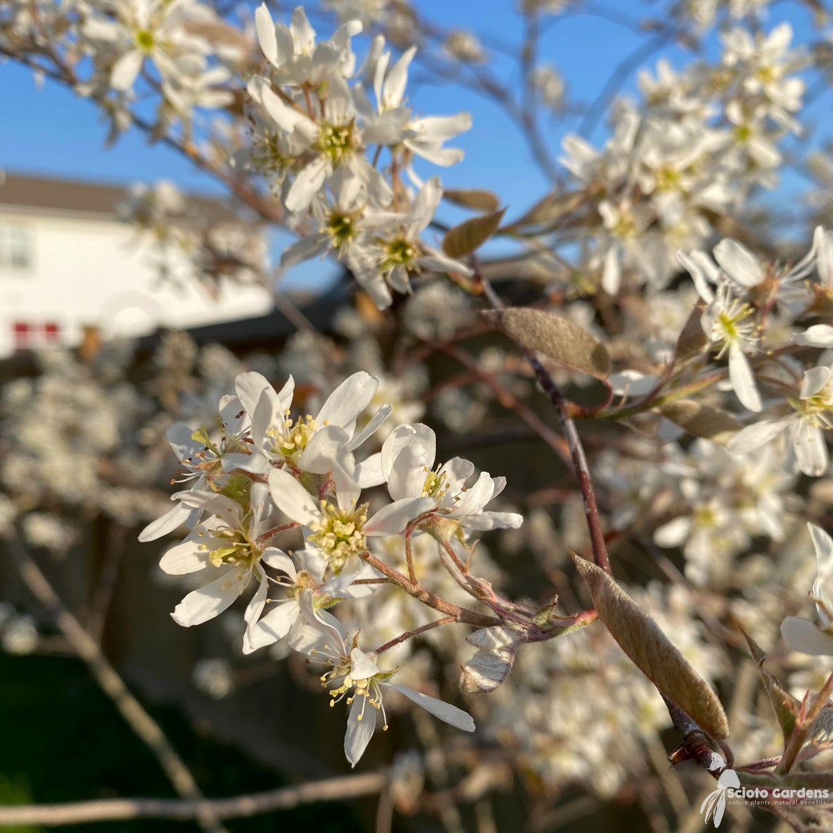Amelanchier laevis (Allegheny Serviceberry) - QT