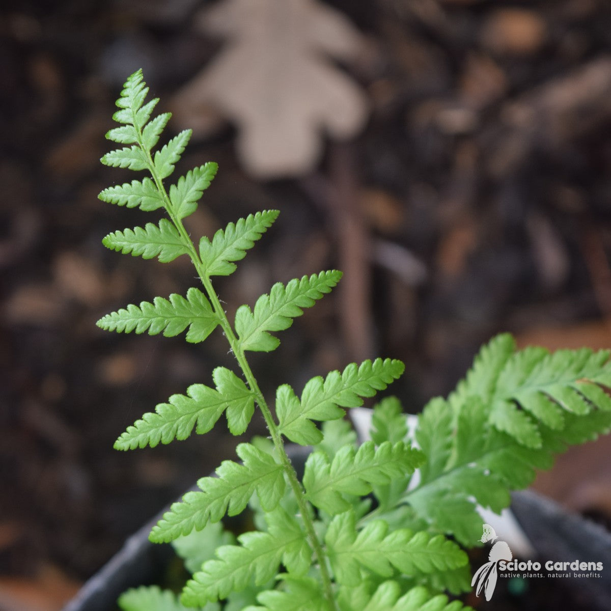 Dryopteris filix-mas (Male Fern) - 1 gal
