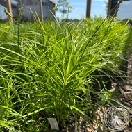 Carex muskingumensis (Muskingum Sedge) - 1 gal