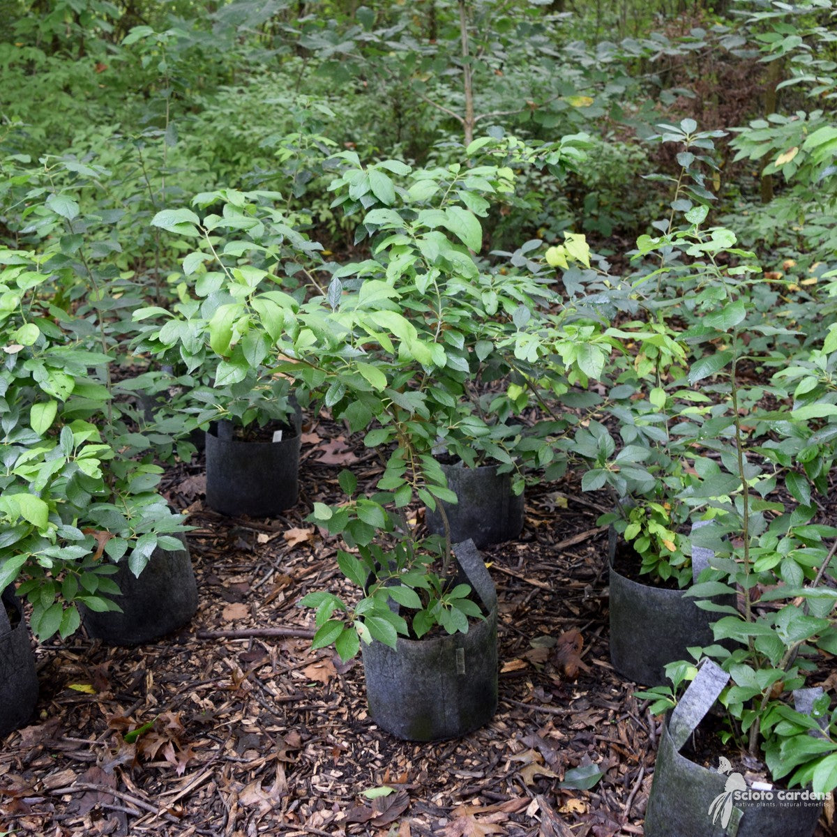 Ilex verticillata 'Southern Gentleman' (Southern Gentleman' Winterberry Holly) - 3 gal