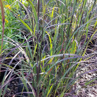 Andropogon gerardii 'Blackhawks' PP27949 ('Blackhawks' Big Bluestem) - 2 gal