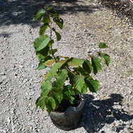 Corylus americana (American Hazelnut) - QT