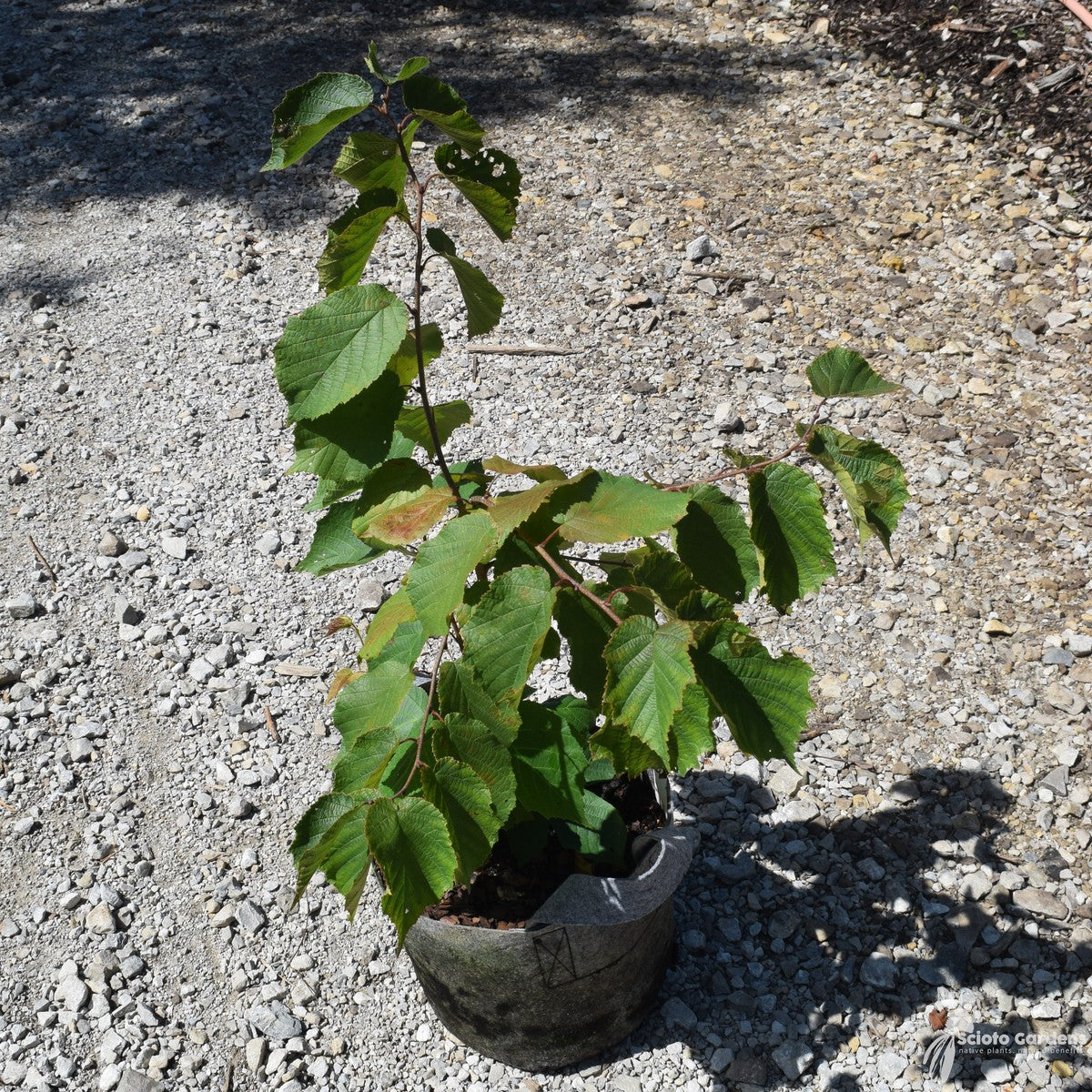 Corylus americana (American Hazelnut) - QT