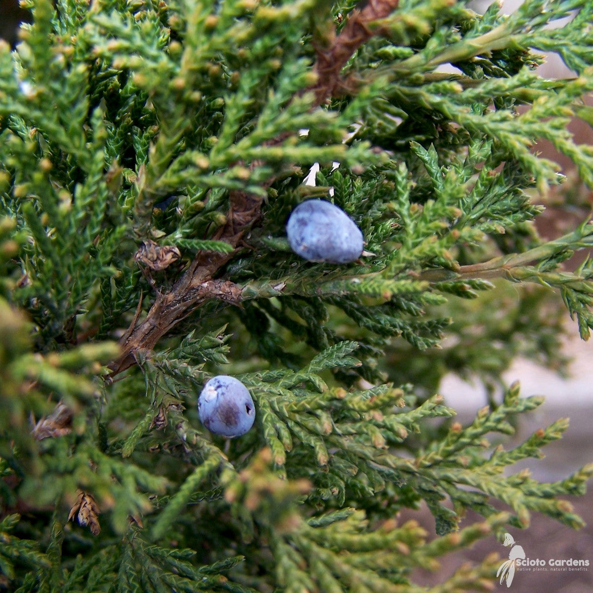 Juniperus virginiana (Eastern Red Cedar) - 3 gal