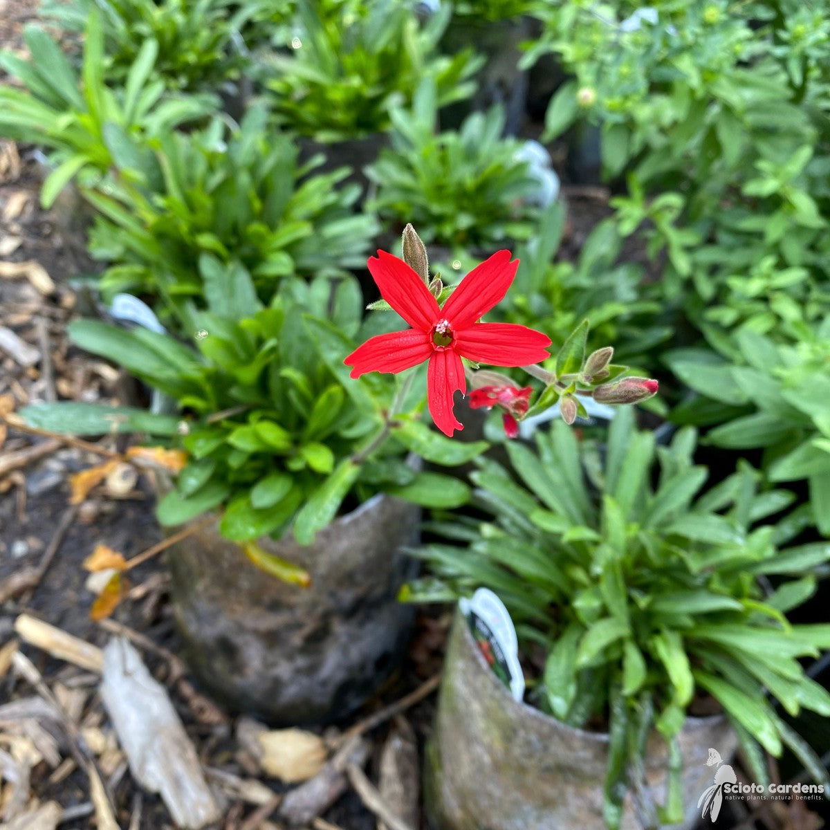 Silene virginica (Fire Pink) - 1 gal