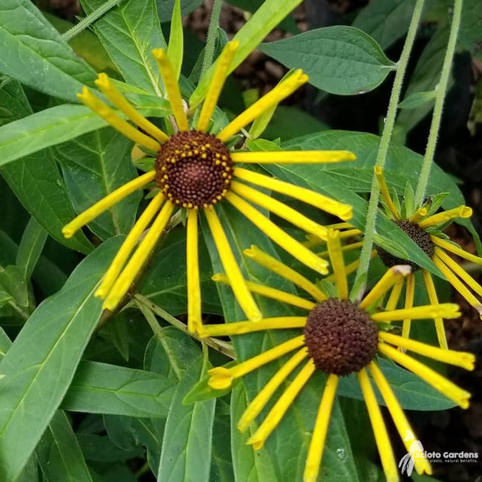 Rudbeckia subtomentosa 'Henry Eilers' (Henry Eilers' Sweet Coneflower) - 2 gal