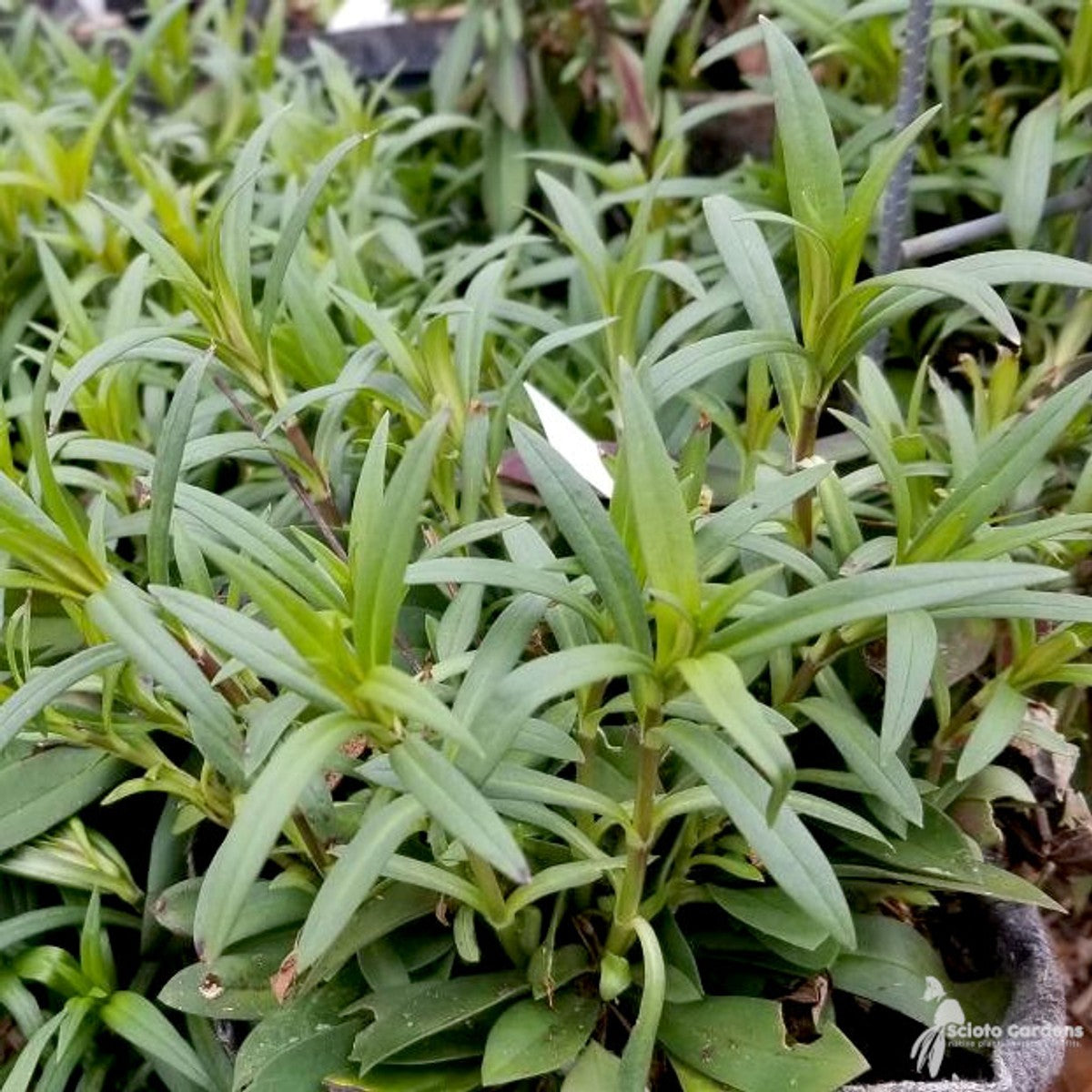 Phlox glaberrima 'Morris Berd' (Morris Berd' Smooth Phlox) - 1 gal