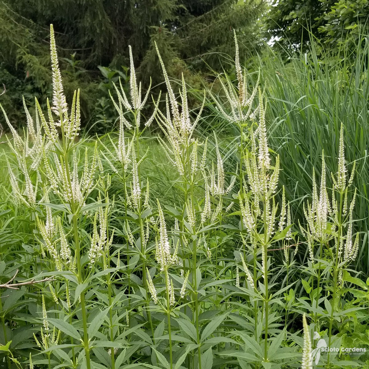 Veronicastrum virginicum (Culver's Root) - 2 gal