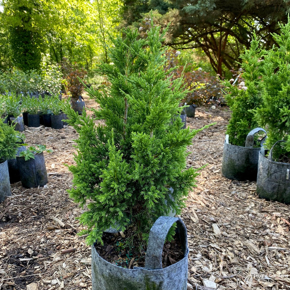Juniperus virginiana 'Green Point' (Green Point' Eastern Red Cedar/Juniper) - 3 gal