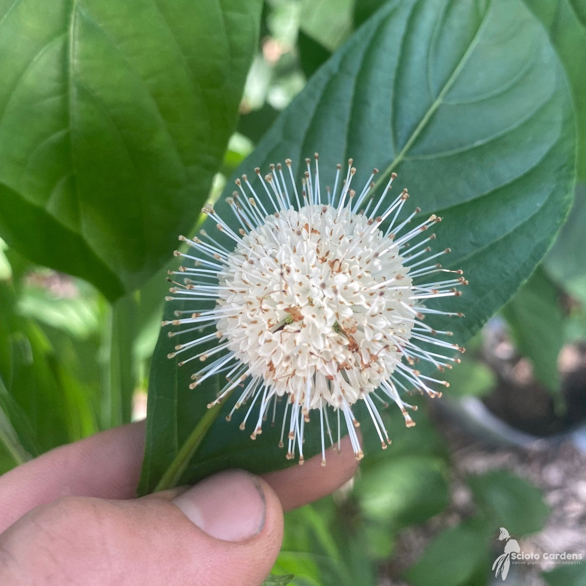 Cephalanthus occidentalis (Buttonbush) - 3 gal