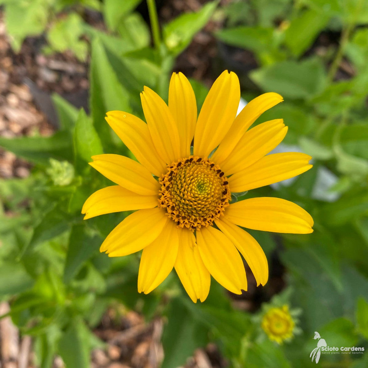 Heliopsis helianthoides (False Sunflower) - 2 gal